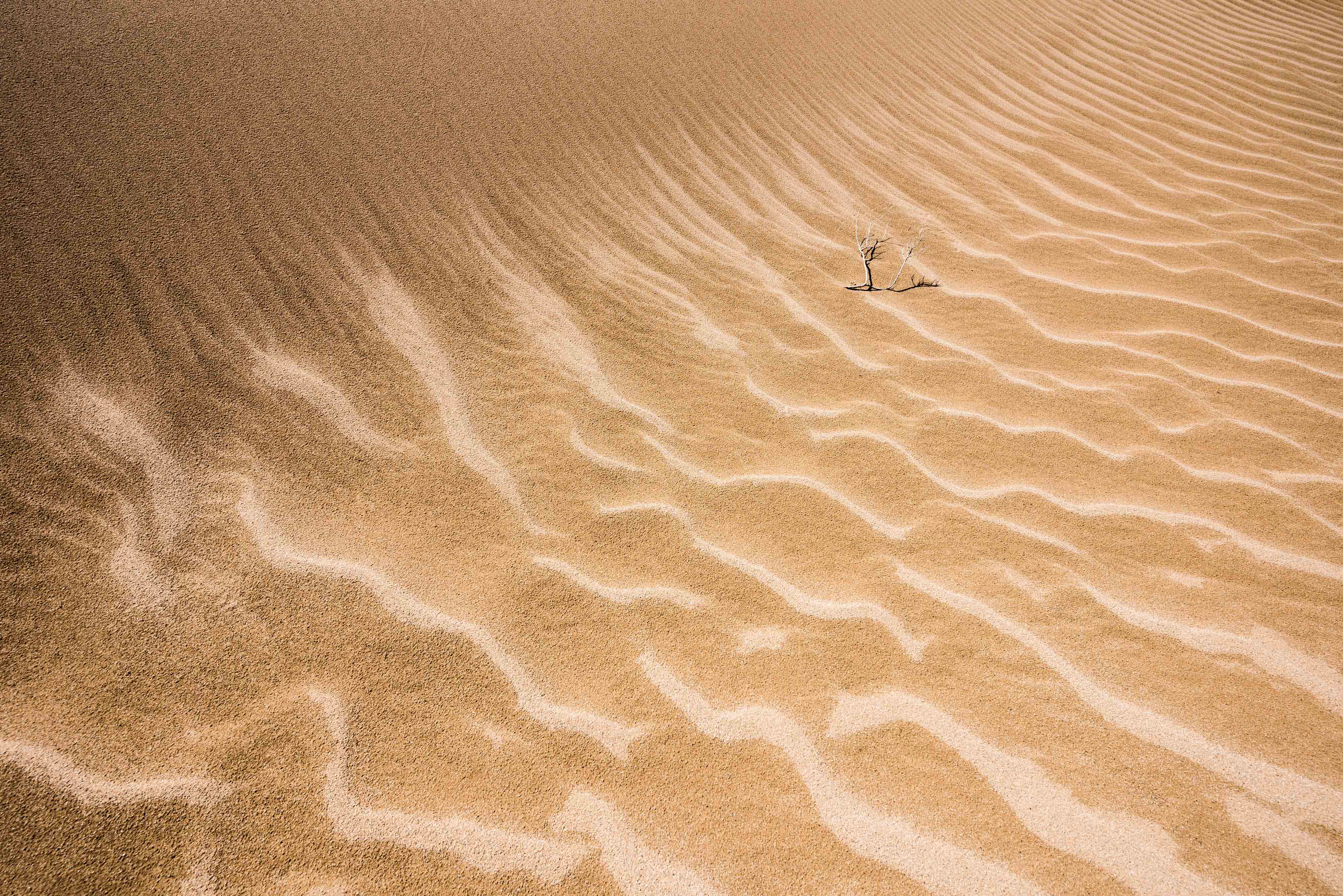 Sand dunes in the Gobi Desert